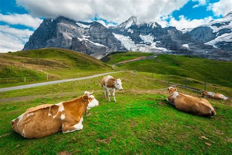 Herd Of Cows On The Green Fields Bernese Oberland Switzerland Stock