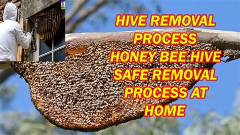 Honey Bee Hive Safe Removal Process At Home How To Remove Safely