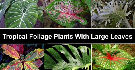 34 Tropical Foliage Plants With Large Leaves Pictures Identification