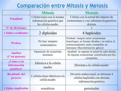 Diferencias Entre Mitosis Y Meiosis Seo Positivo