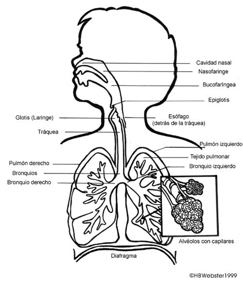 Imagenes Del Sistema Respiratorio En Dibujo Imagui