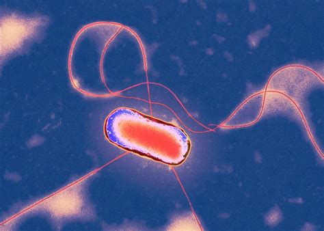 Escherichia coli (/ˌɛʃəˈrɪkiə ˈkoʊlaɪ/), also known as e. E. Coli Bacterium Photograph by Centre For Infections ...