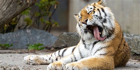 Revelan Que Los Tigres Siberianos Poseen Diversos Rasgos De