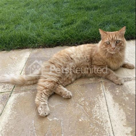 Lost Cat Ginger Cat Called Fluffy Witney Area Oxfordshire