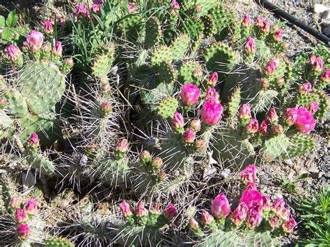 They can even be grown as far north as usda zone 4. Idaho Cactus - Cactus Jungle