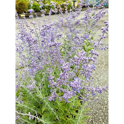 Blue spire is a hybrid between two types of perovskia. PEROVSKIA 'BLUE SPIRE' (Stora ex) 1-PACK - Horto Green AB