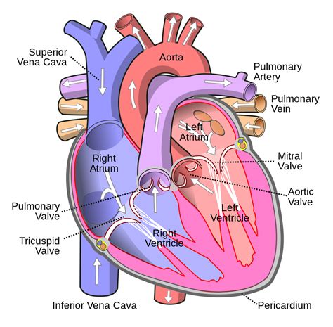 Heart Interior Anatomy Diagram Robhosking Diagram