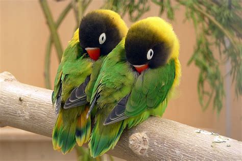 Lovebirds Valentine Lovebird Bird Green Couple Pasare Parrot