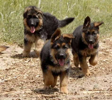 German Shepherd Rescue Puppies Petsidi