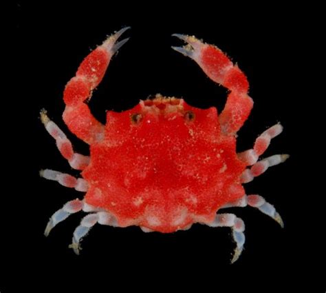 Raspberry Crabs Are Berry Cute Crustaceans Featured Creature