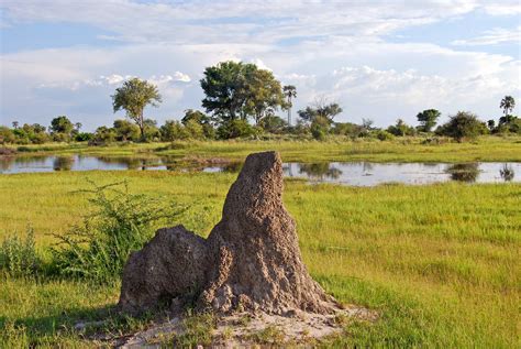 Botswanas Okavango Delta Is Created By A Delicate Balance But For How