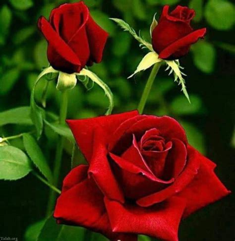 گل رز زیبا ؛ گل رز از همه رنگ برای پروفایل