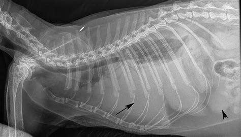 Figure 1 Thoracic Radiograph From A 13 Year Old Cat With Dyspnea And A