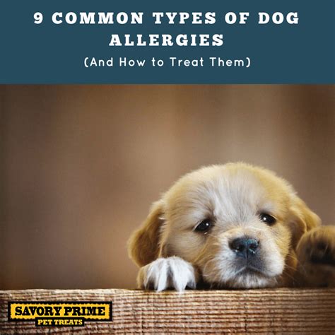 9 Common Types of Dog Allergies (And How to Treat Them ...