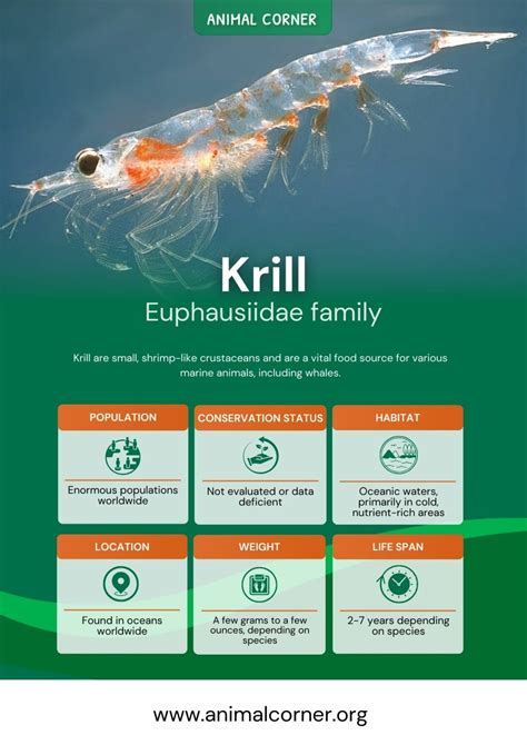 Krill Top Facts And Information Animal Corner