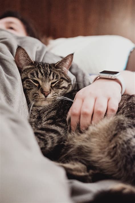 Usually, the pets will belong to the same household and feel connected to each other. Why do Cats Knead with Their Front Paws? Here are 6 ...