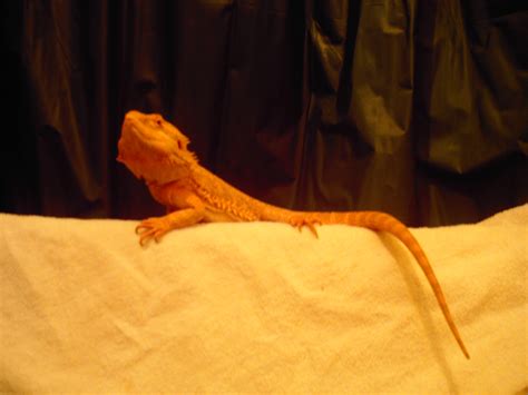 Do you know what do bearded dragons eat? Can Bearded Dragons Eat Radishes : What Eats Bearded ...