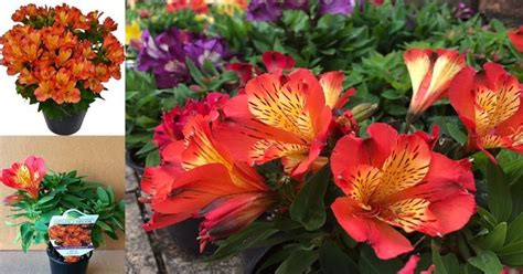 Download peruvian lily stock photos. Alstroemeria for Sale - Rich Combination of Flowers that ...