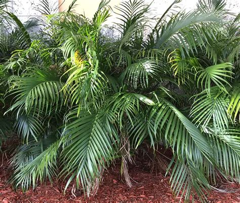 How To Grow The Cat Palm Tree Chamaedorea Cataractarum