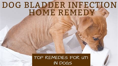 Dog Bladder Infection Home Remedy Top Remedies For Uti In Dogs Youtube