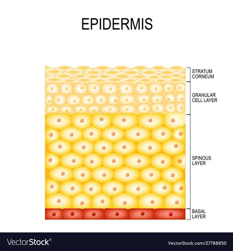 Skin Cells And Structure Layers Epidermis Vector Image