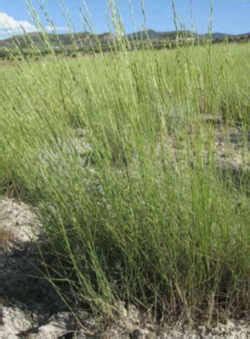 Washington state department of natural resources. Washington State Grass: Bluebunch Wheatgrass (Agropyron ...