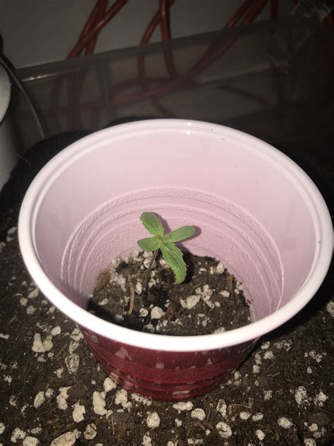 I've planted an avocado seed in dirt and it has begun to grow, only there are no leaves: Auto seedling leaves curled down | Grasscity Forums - The ...