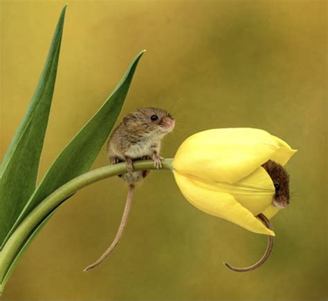 (it's perfectly silent during the day.) i've been able to keep the noise to a minimum with the occasional sharp rap on the stovetop, but i haven't actually seen the pest myself. 14 Photos of Extra Cute Mice Hiding In Tulips | PetPress ...