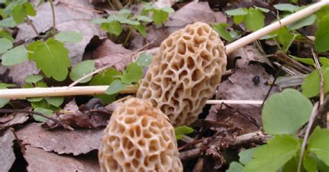 Mid Missouri Morels And Mushrooms Get Them While Theyre