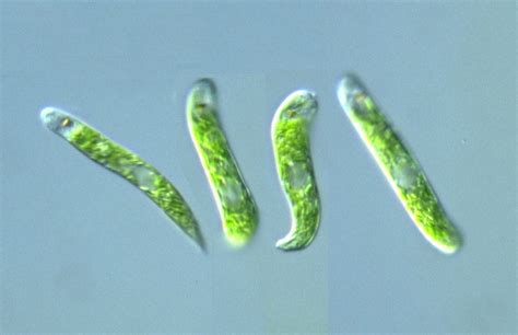 Protist Images Euglena Free Hot Nude Porn Pic Gallery