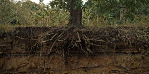 Palm Tree Roots Sewer Line Elvie Parish