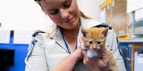 Rspca Qld Concerned Over Spate Of Cat Cruelty Rspca Queensland