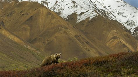 A Grizzly Bear Hunts For Berries On A Ridge Denali National Park