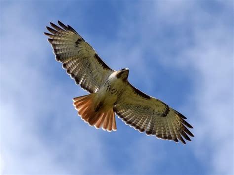 Tips To Watch And Identify Red Tailed Hawks College Of Arts
