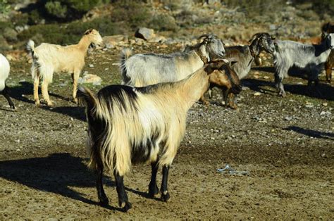 Greece Crete Goats Stock Photo Image Of Pasture Animal 78271006