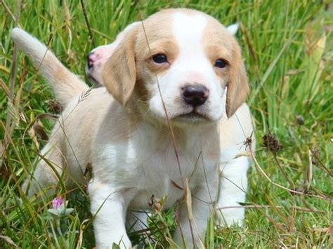 Get advice from breed experts and make a safe choice. lemon beagle - I want this puppy!! | Puppies & Kitties Oh ...
