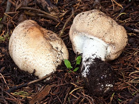 It is considered one of the finest of edible mushrooms, it is thick and firm and described by many as being very tasty. California Fungi: Agaricus augustus