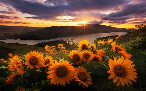 Sunflowers At Sunrise