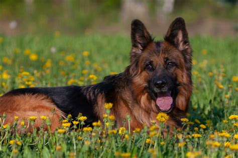 A Comparison Of Dogs That Look Like German Shepherds Glamorous Dogs