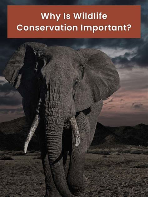 12 Reasons Why Is Wildlife Conservation Important Earth Reminder