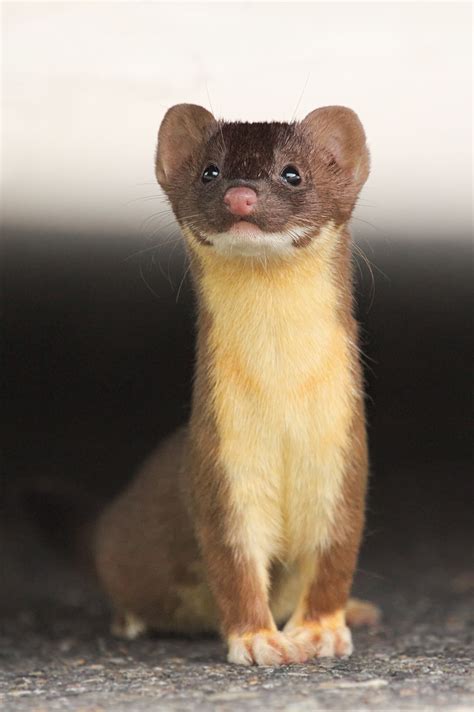 Long Tailed Weasel Cute Animals Animals Animals Wild