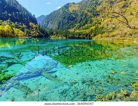 Lake Submerged Tree Trunks Jiuzhaigou Valley Stock Photo Edit Now