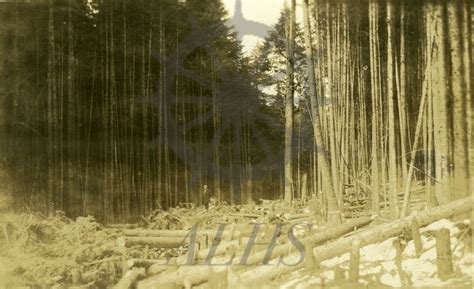 View all highway society pictures. 2000.019.12 Slash for road from Nakusp to New Denver ...