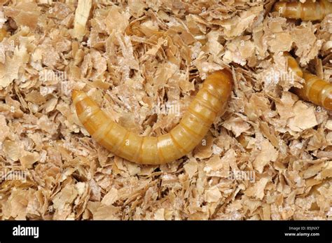 Yellow Mealworm Tenebrio Molitor Beetle Larva Stock Photo Alamy