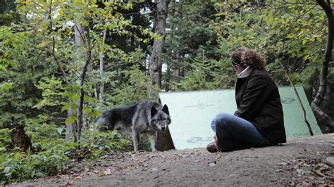 Photos Wolf Hybrids Rescued From Nh Property