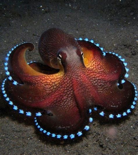 Coconut Octopus Amphioctopus Marginatus Ocean Animals Ocean
