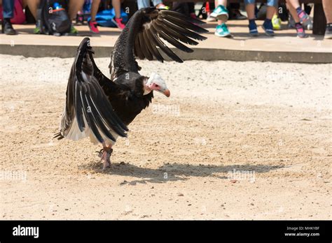 Vulture In Flight During A Show Stock Photo Alamy