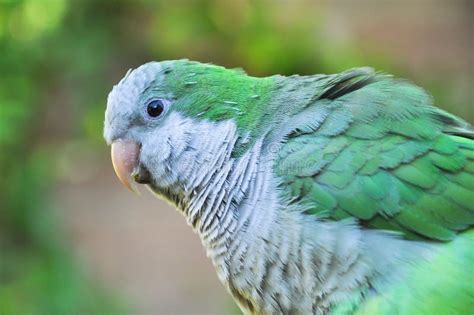 Monk Parakeet Quaker Parrot Myiopsitta Monachus Stock Photo Image Of