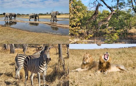 Answering The Call Of The Wild Wa Parks Foundation