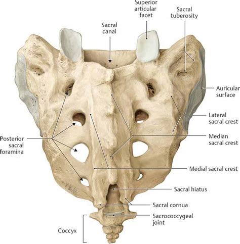 Sacral Bone Pain Causes Treatment And Anatomy Of Sacrum Spinal